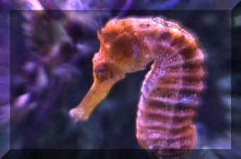 seahorse